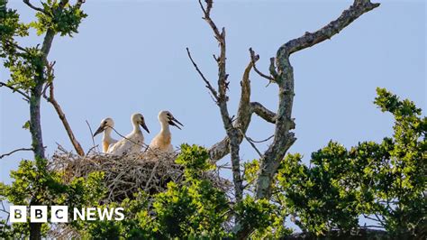 bbc breeding|Stork breeding programme has most successful year .